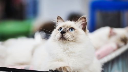 마취 덜 깬 고양이 건넸다가 보호자 물려…2심 "동물병원, 10% 배상 책임" 기사 관련이미지