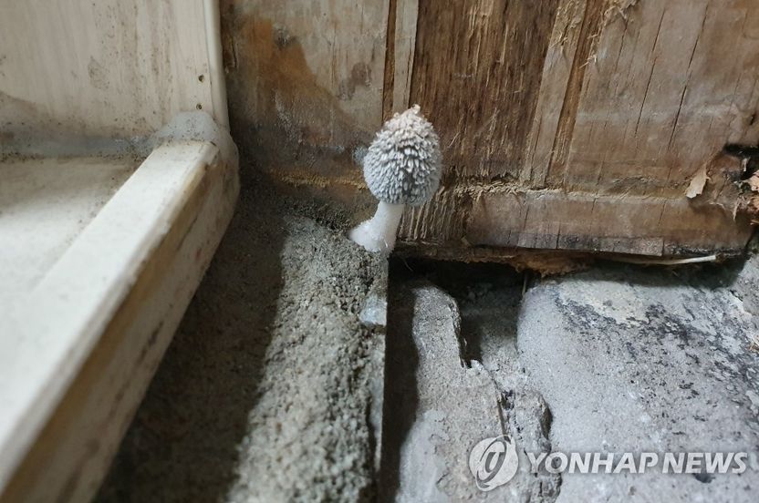 "집에서 버섯이 자란다" 하자보수 요청에 돌아온 건설사의 '황당' 답변 기사 관련이미지