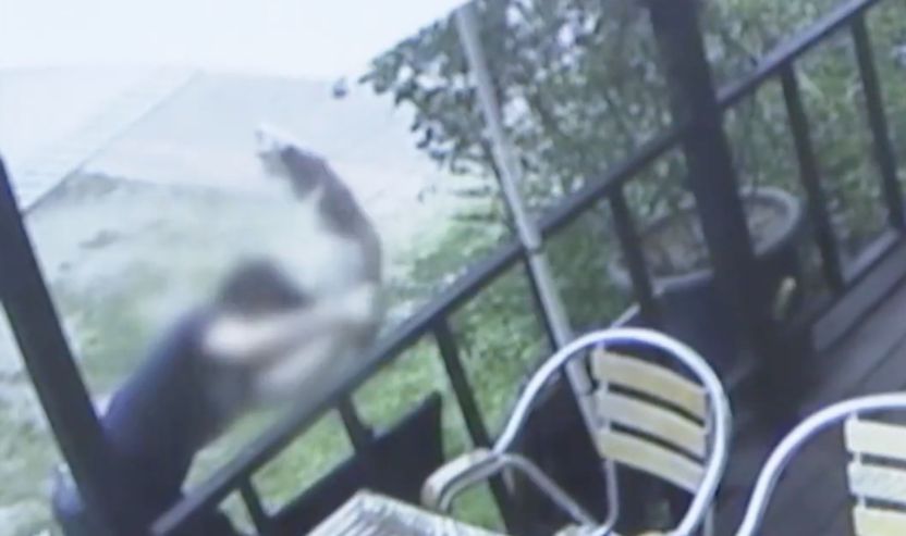 경의선 길고양이 살해범에게 내려진 '징역 6개월' 실형의 의미 기사 관련이미지