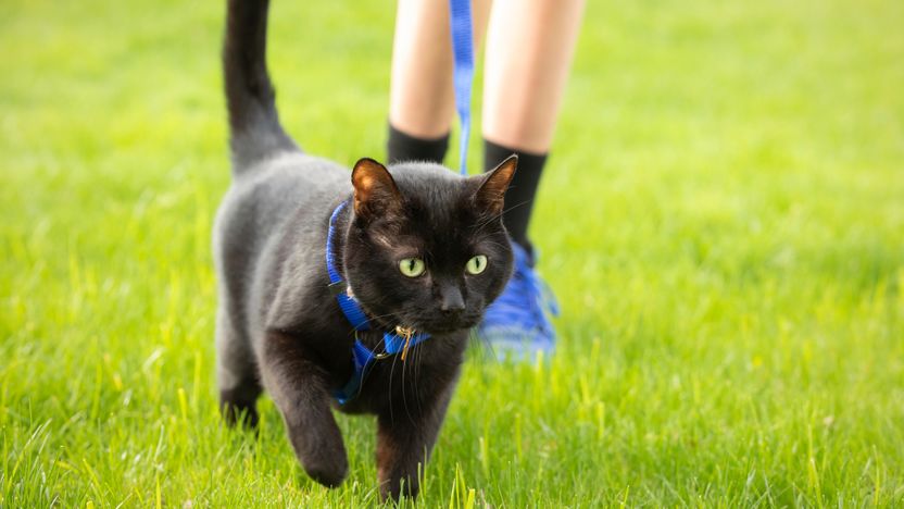 산책 중 행인 공격한 고양이, 주인에 벌금 30만원⋯ 법원 "고양이에게도 목줄 채웠어야" 기사 관련이미지