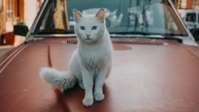 고양이 때문에 망가진 내 소중한 차(車), 밥 주는 '캣맘'에게 책임 물을 수 있을까 기사 관련이미지