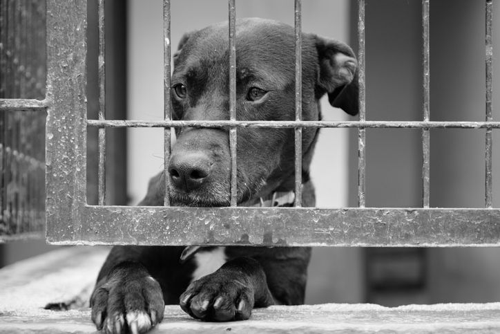 5번의 재판 끝에 "전기 도살은 잔인하다" 인정⋯미약하지만 법원도 변하고 있다 기사 관련이미지