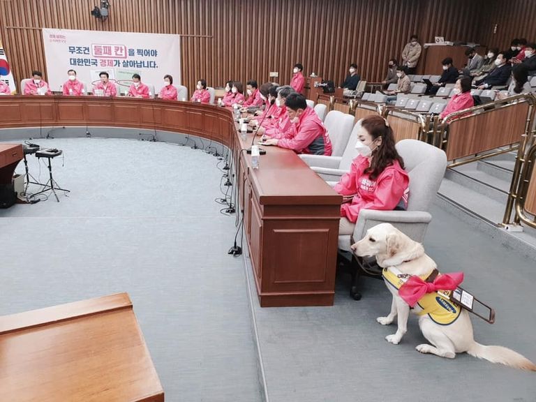 13일 서울 여의도 국회에서 열린 미래한국당 선거대책위원회 회의에서 김예지 당시 비례대표 후보의 안내견 조이가 핑크 리본을 달고 있다. /김예지 당선인 페이스북