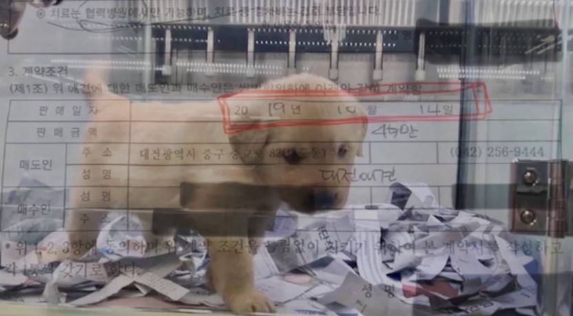 갑수목장, 조작 방송 처벌하긴 어려워도 '사기죄' 적용 아예 불가능한 건 아니다 기사 관련이미지