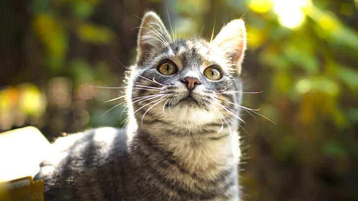 "행인 공격한 고양이 주인, 벌금 800만원" 이 기사 뒤에 숨겨진 다른 사실이 있다 기사 관련이미지