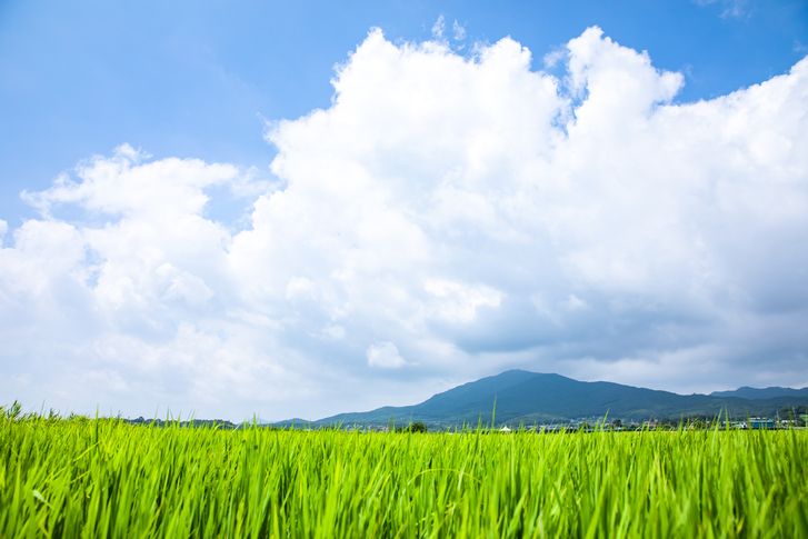감쪽같이 다른 사람에게 넘어간 내 소유 땅, 범인은 바로 내 동생? 기사 관련이미지